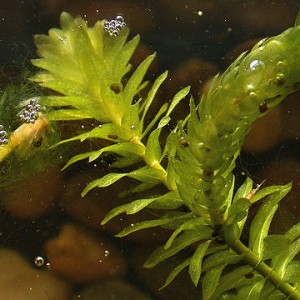 Elodea canadensis