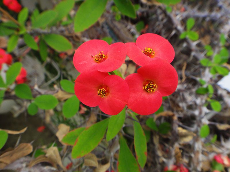 Corona De Cristo Cultivo Riego Y Cuidados Flores Flor De Planta