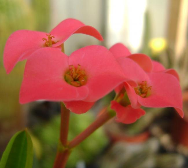 Corona de Cristo: Cultivo, riego y cuidados Flores - Flor de Planta