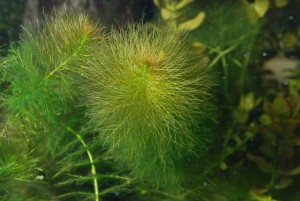 Myriophyllum verticillatum
