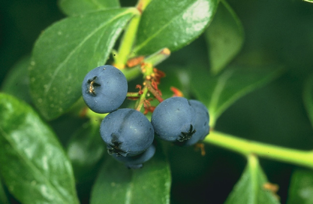 Arándano azul: Cultivo, riego y cuidados