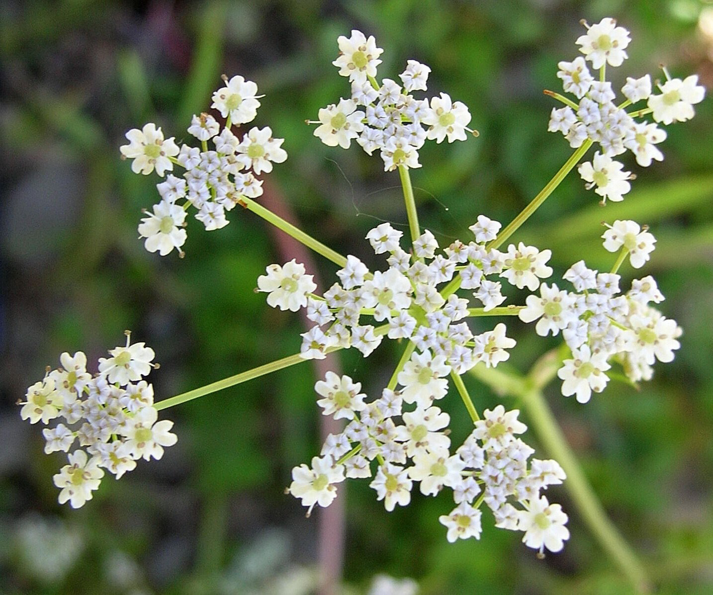 Comino: Cultivo, riego y cosecha