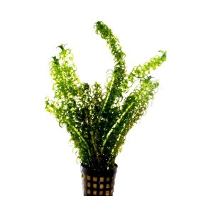 elodea crispus