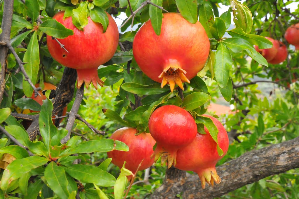 Granado: Cultivo, suelos y riego