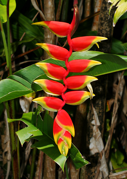 Cultivo, riego y cuidados de la Heliconia rostrata