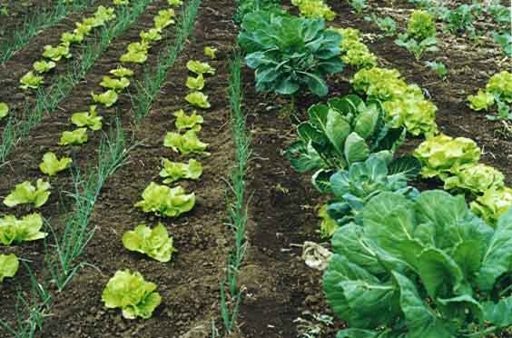 Algunas prácticas que ayudan a mantener un huerto saludable y productivo
