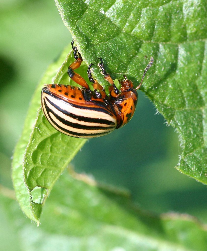 leptinotarsa_decemlineata1