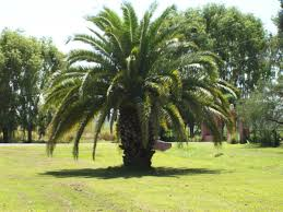 Características y cuidados de la palmera enana o phoenix roebelenii