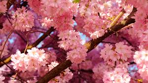 Sakura o flor de cerezo: símbolo japonés, belleza universal Flores - Flor de  Planta