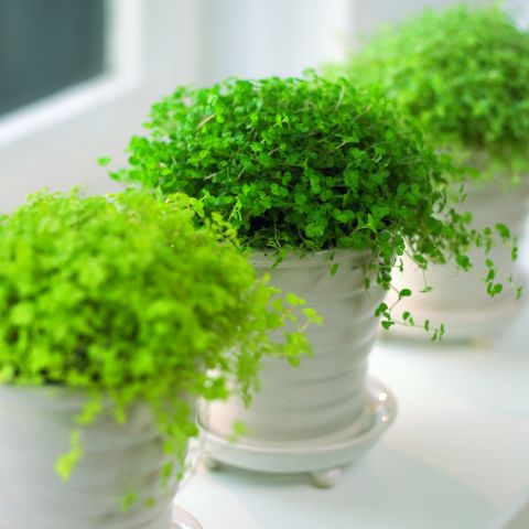 Soleirolia soleirolii: Cultivo, propagación y riego