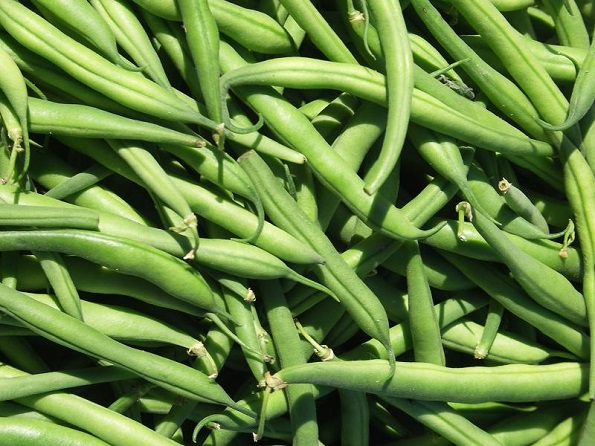 Huerto en casa: Cultivo de judías verdes o chauchas