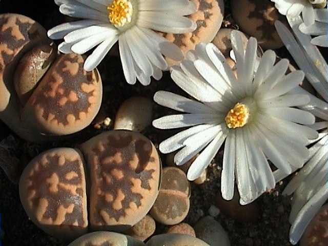 Lithops Karasmontana: Características, cultivo y cuidados