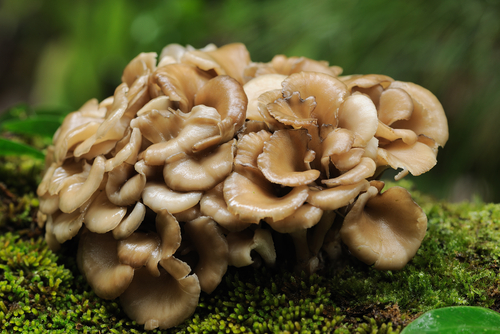 Hongos beneficiosos: El Maitake o Grifola frondosa