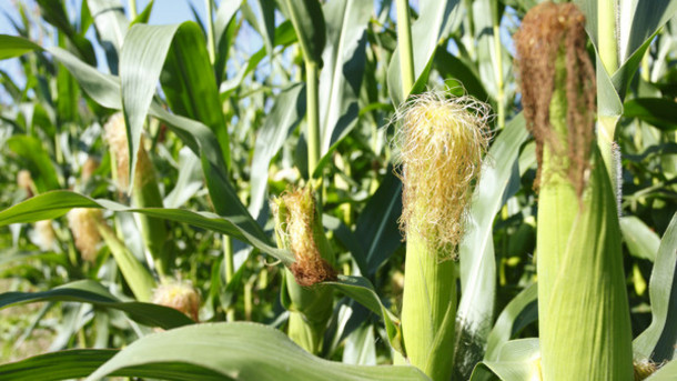 Maíz: Cómo es su cultivo en huertas
