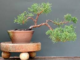 plaga bonsai