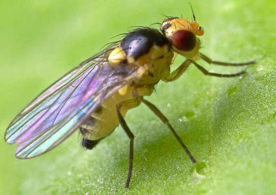 Cómo poblar un jardín que atraiga las abejas polinizadoras