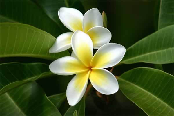 Frangipani o Plumeria rubra: Cultivo, suelos y riego