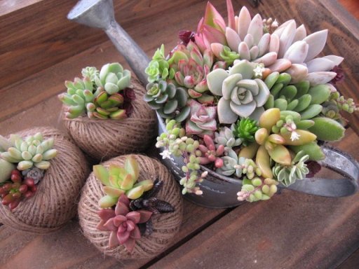 Cómo armar espacios decorativos con suculentas