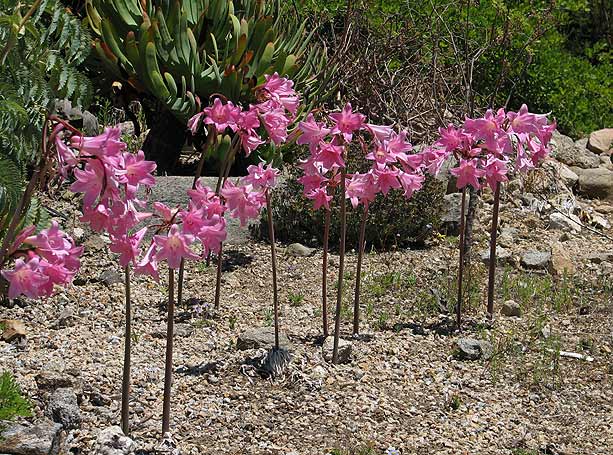 Amarilis o Amaryllis belladona: Cultivo, riego y cuidados