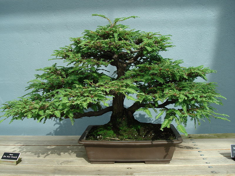 Cuándo y cómo se trasplanta un bonsai