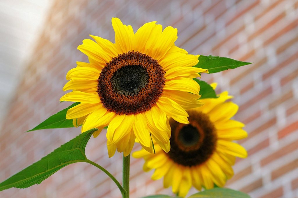 Cómo cultivar girasoles en macetas