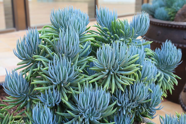 Plantas Crasas: El Bálsamo Azul  (Senecio Mandraliscae)