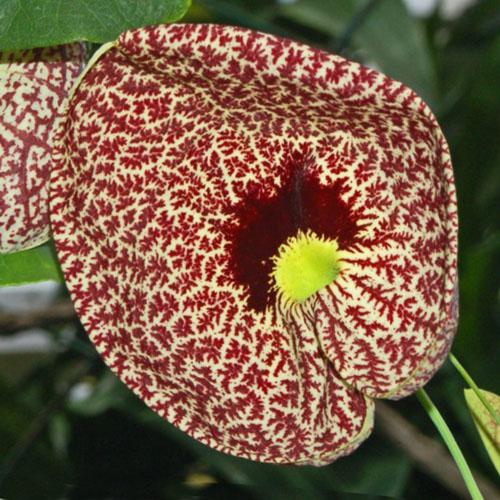 Plantas trepadoras: Características y cultivo de la Aristolochia littoralis