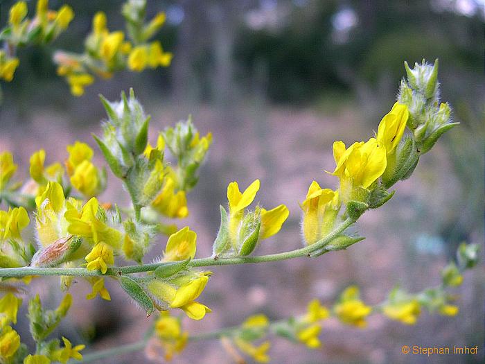 Albaida, albada o mata blanca: Características y cultivo