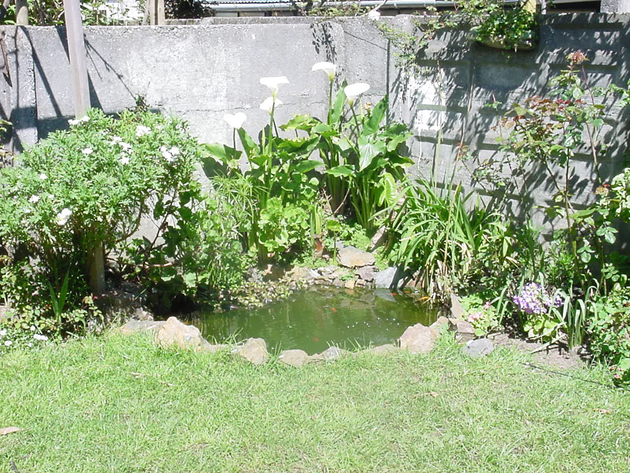 Cómo armar un estanque en el jardín una misma