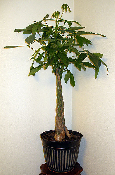 Pachira Aquatica: Cultivo, riego y cuidados