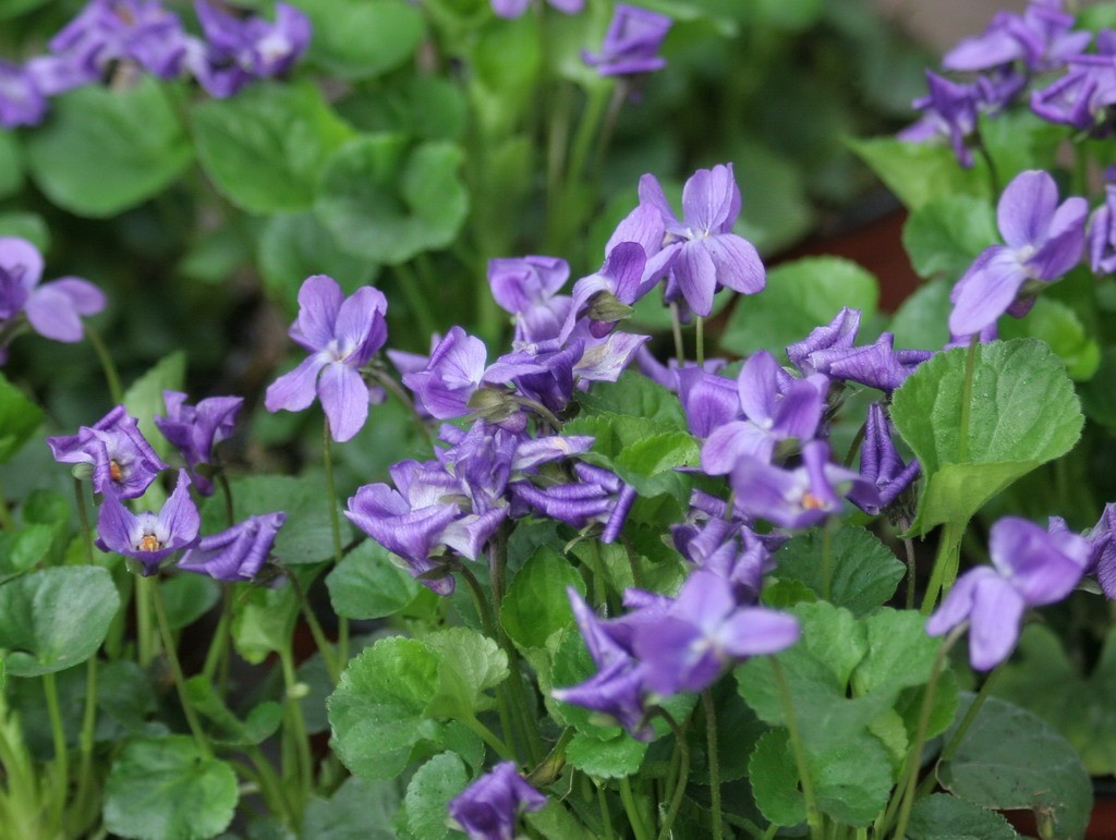 violeta comun