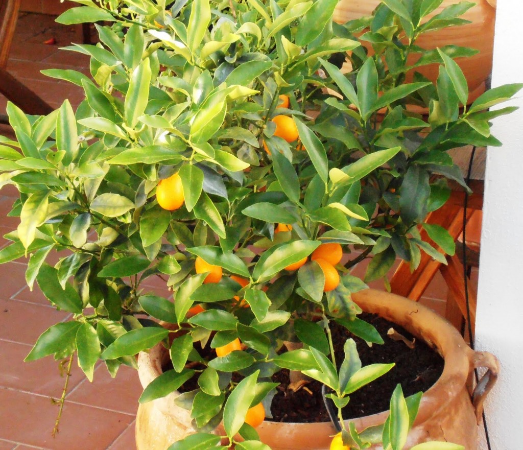 kinoto cultivo