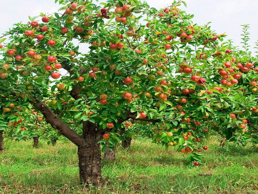Plagas y enfermedades de los manzanos Arboles, Control Plagas - Flor de  Planta