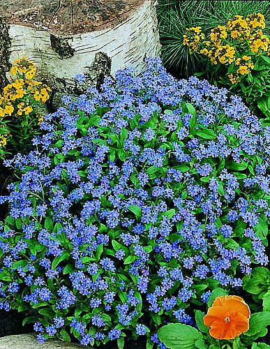 Nomeolvides o Myosotis alpestris: Cultivo, riego y cuidados Flores - Flor  de Planta