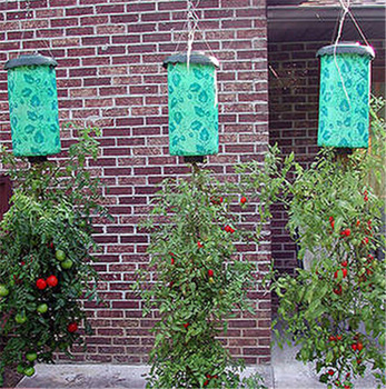 Plantas de tomate y frutilla en crecimiento invertido. 