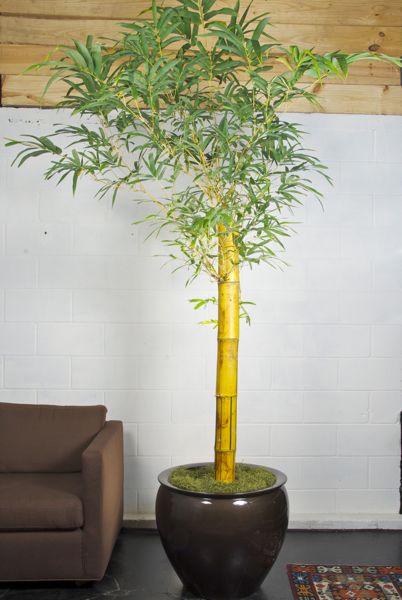 Como Cultivar Bambu En Espacios Interiores Plantas Interior Flor De Planta