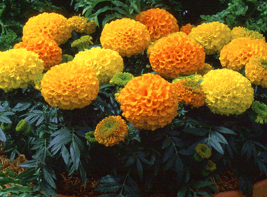 Tagetes erecta_1