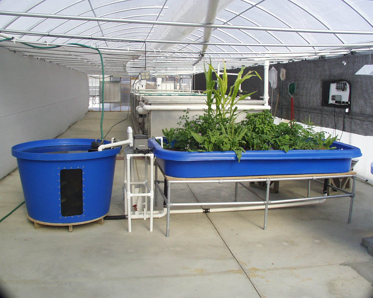 Acuaponía: Recomendaciones básicas para mantener un cultivo