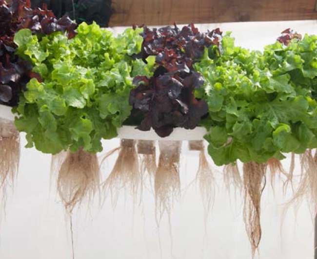 Verduras que se cultivan con acuaponía: Lechuga