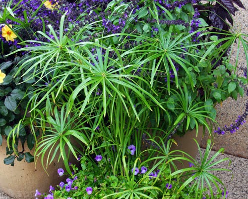 Plantas acuáticas: El papiro o palmera de paraguas (Cyperus alternifolius)