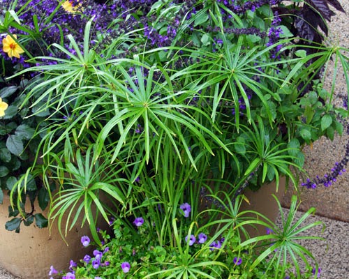 Plantas acuáticas: El papiro o palmera de paraguas (Cyperus alternifolius)  Acuaticas - Flor de Planta