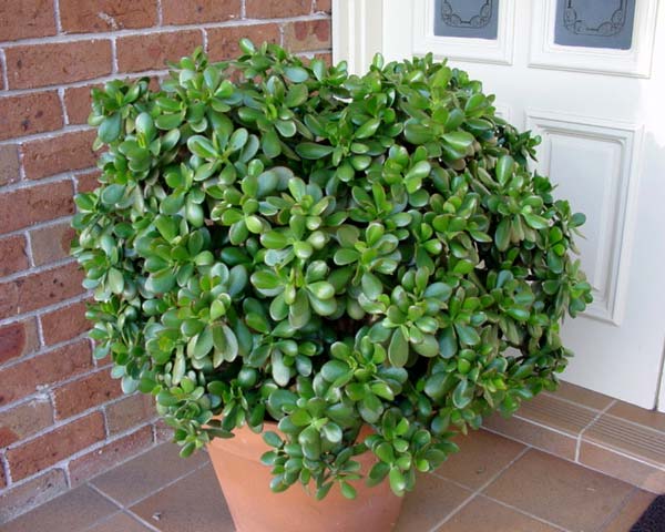 Planta de jade: Características, riego y cuidados