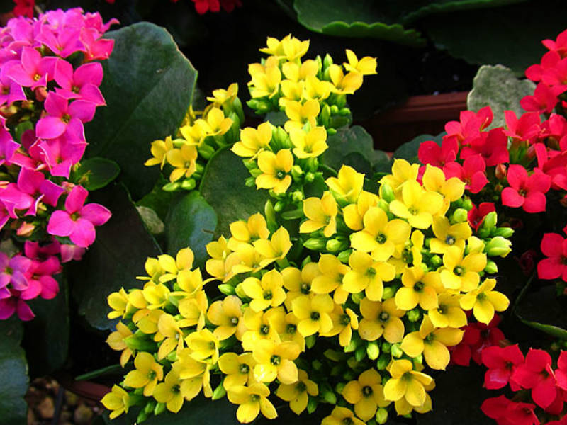 Kalanchoe blossfeldiana: Cultivo, suelo y riego