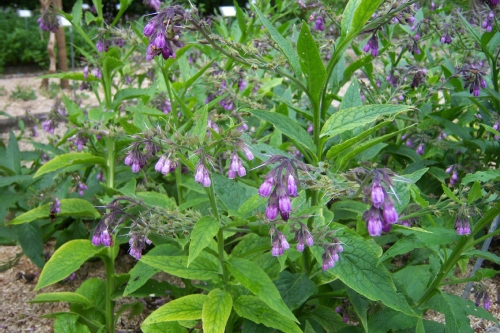 Plantas con propiedades medicinales: La Consuelda Mayor