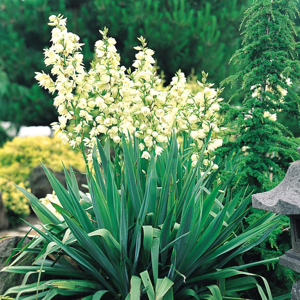 Yucca filamentosa: Cultivo, suelos y riego