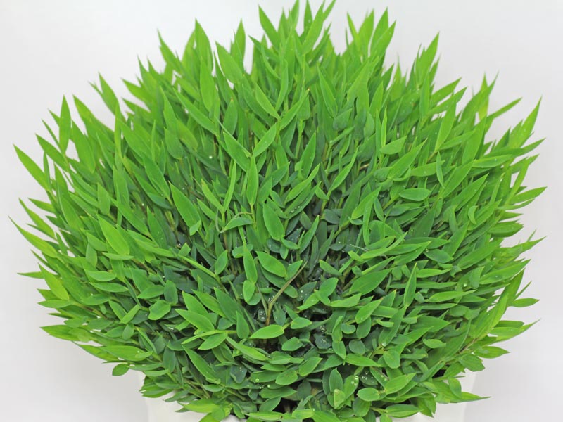 Plantas de interior: El bambú enano