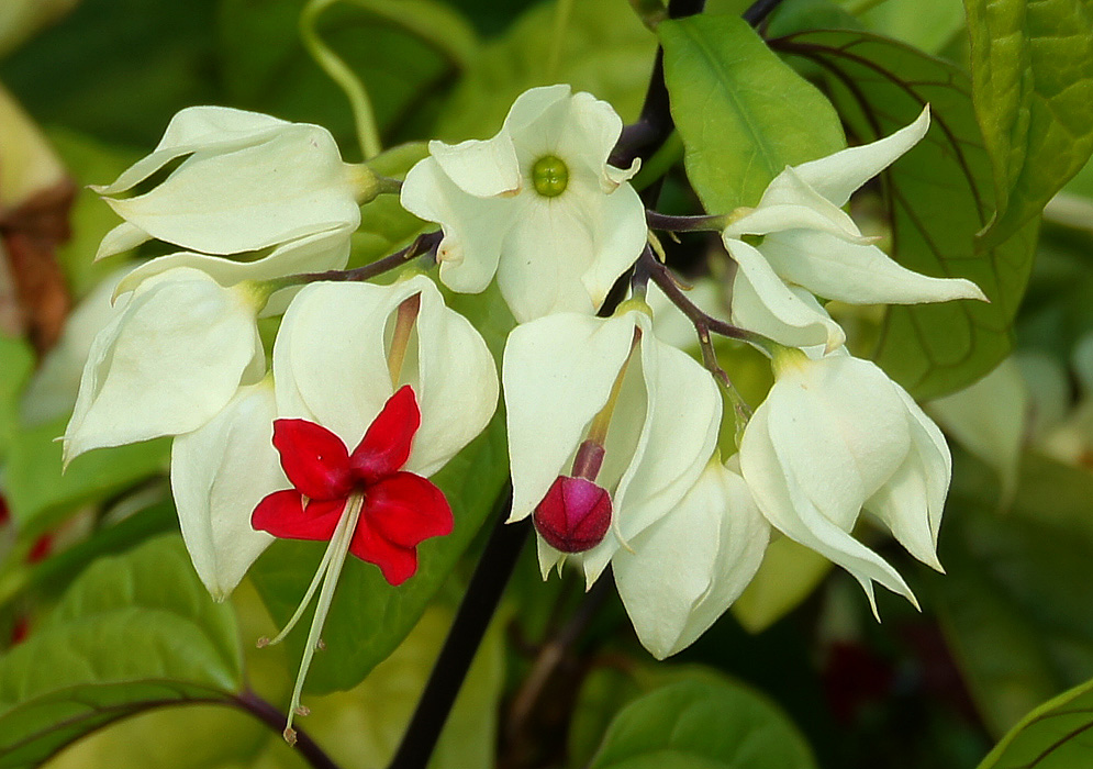 Enredaderas ornamentales: La gloria enramada (Clerodendrum thomsoniae)