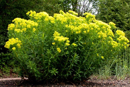 Euphorbia palustris: Características y cultivo