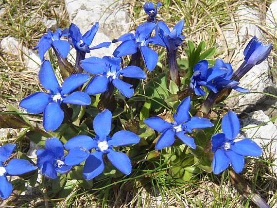 Gentiana verna: Características, cultivo y reproducción