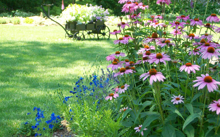 Cómo proteger las plantas del calor excesivo en el verano